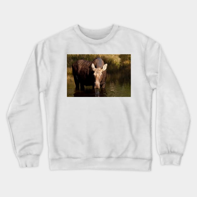 Moose - Algonquin Park, Canada Crewneck Sweatshirt by Jim Cumming